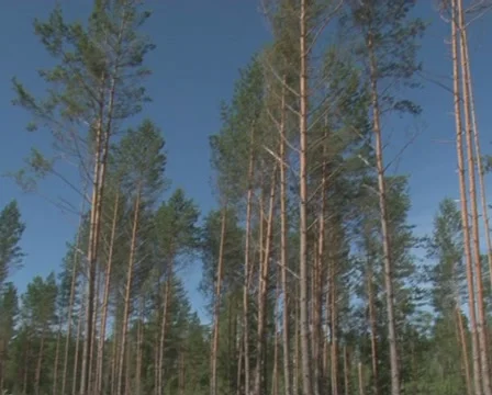 Forest recreation area Stock Footage 10742749