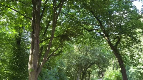 Forest Recreation Ground Nottingham England Urban Park Stock Footage 336846255