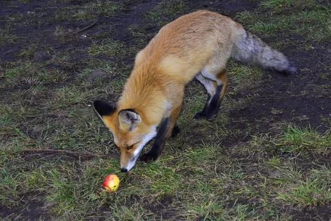 The forest red fox naturally eats a small garden apple Stock Photos