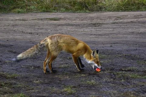 The forest red fox naturally eats a small garden apple Stock Photos