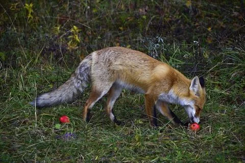 The forest red fox naturally eats a small garden apple Stock Photos
