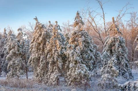 Forest of red pine covered in snow and ice-2 Stock Photos