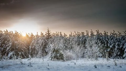 Forest of red pine covered in snow and ice-3 Stock Photos