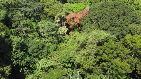 Forest with red tree Video stock 167096249