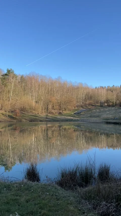 Forest reflected in calm pond water Stock Footage 305116770