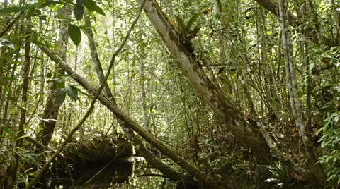 Forest reflected in the river Stock Footage 52426441