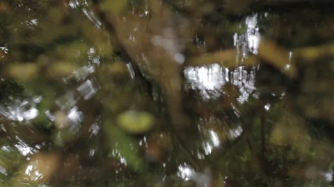 The forest reflected on a small creek Video stock 89778632