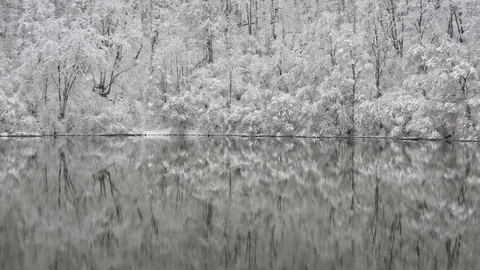 Forest is reflected in the surface of the lake Stock Footage 87689641