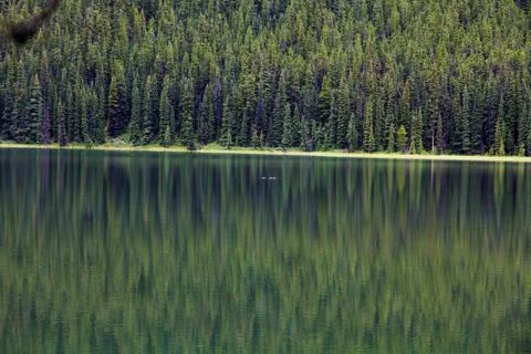 Forest reflected in water Stock Photos