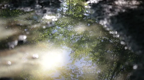 Forest reflected in water puddle on the ground Vídeo Stock 42888783