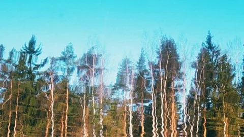 Forest reflecting in the lake Stock Footage 76084833