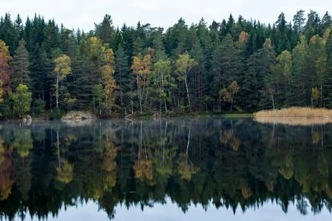 Forest reflecting in lake Stock Photos