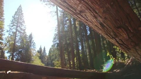 Forest Reflection Stock Footage 49730930