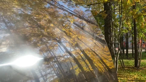 Forest Reflection 動画素材 250189605