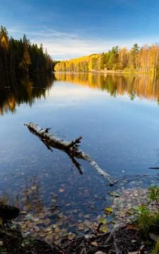 Forest reflection in lake surface Stock Photos