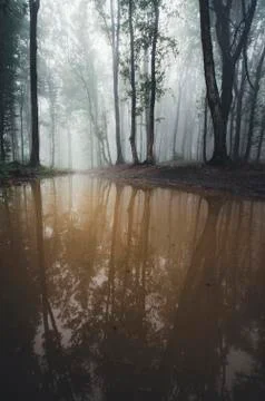 Forest reflection landscape Foto stock