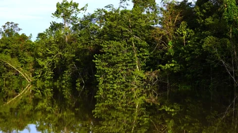 Forest reflection over the river 库存影片 231893691