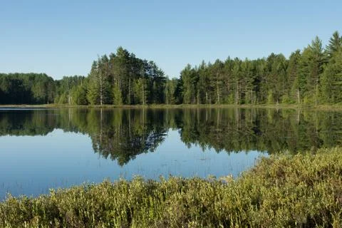 Forest Reflection Stock Photos