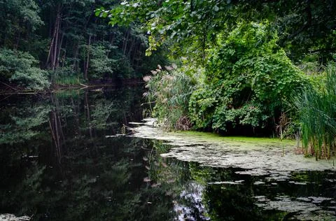Forest in reflection Stock Photos