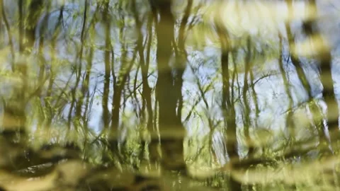 Forest reflection in rippling water surface Stock Footage 339093392