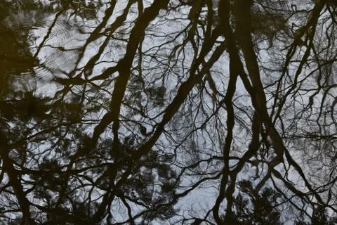 Forest on reflection at the temple pond Foto stock