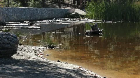 Forest Reflection in Water by Dam Stock Footage 12203149