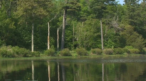Forest Reflection in Water Stock Footage 462326