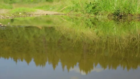 Forest reflection in water Video stock 100761807