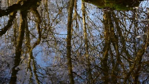 Forest reflection in water Stock Footage 118433136