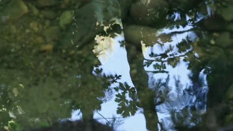 Forest reflection in the water Stock Footage 162428851