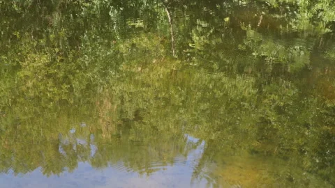 Forest Reflection in Water Stock Footage 293281154