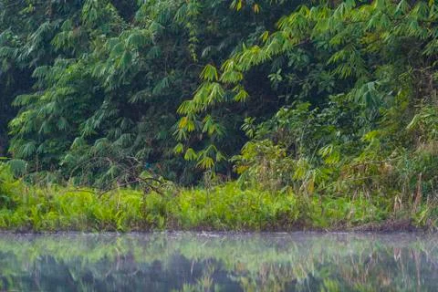 Forest reflection on water lake Stock Photos