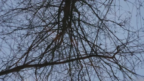 Forest reflection. Wave in the water. Loop 2 Stock Footage 130664557