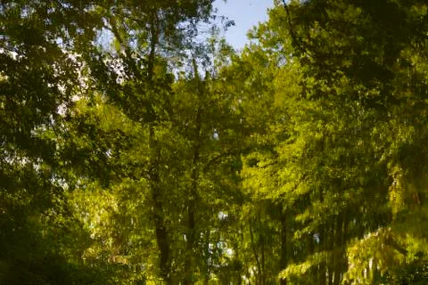 Forest Reflections Stock Photos