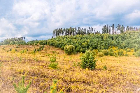 Forest Reforestation Area with Young Pine Trees Under Cloudy Sky Stock-Fotos