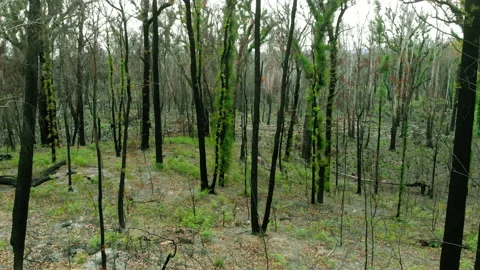 Forest regenerates after a fire Stock Footage 155365448