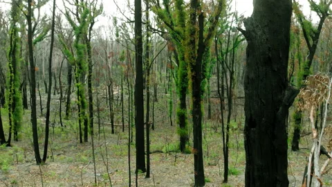 Forest regenerates after a fire Stock Footage