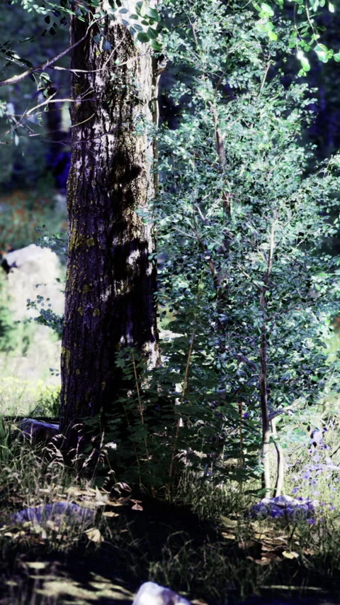 Forest regeneration illustrated through new sapling next to ancient pine Stock Footage 327775229