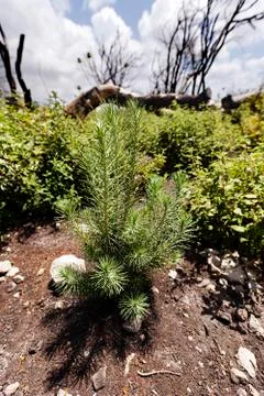 Forest regeneration Stock Photos