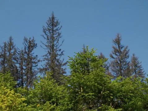 Forest regeneration Stock Photos
