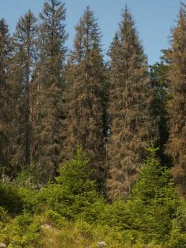 Forest regeneration Stock Photos