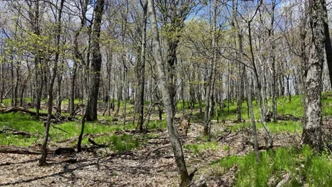 Forest regrowth after bush fires, burnt tall thin blacken trees. with a Stock Footage 165664463
