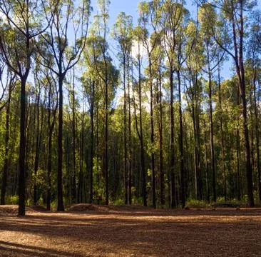 Forest regrowth after a wildfire Foto stock