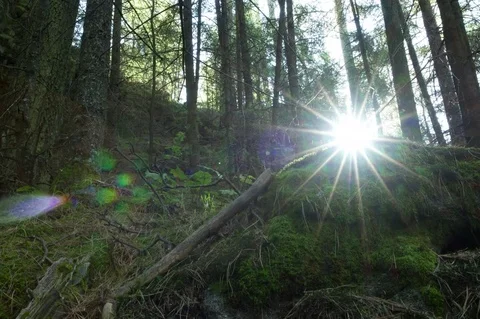 This forest is relaxing Stock Footage 74220785