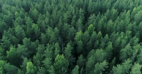 Forest resources of Russia Stock Footage 78798977