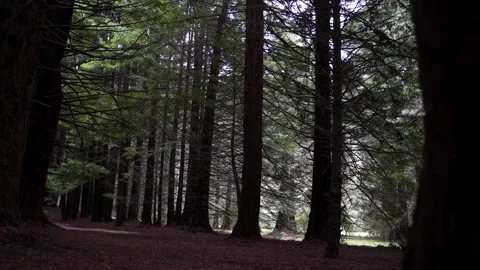 Forest reveal behind tree Stockbeeldmateriaal 217107505