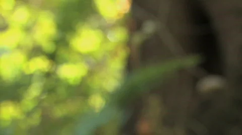 Forest Reveal Video stock 612419