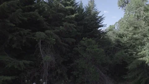 Forest reveal Stock Footage 328289207