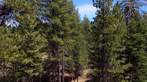 Forest reveal through the trees Stock Footage 131693876