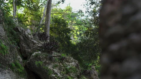 Forest revealing behind a boulder Stock Footage 137960688